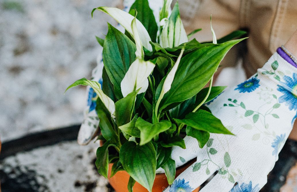 5 Tips For Growing Calla Lily as a Houseplant