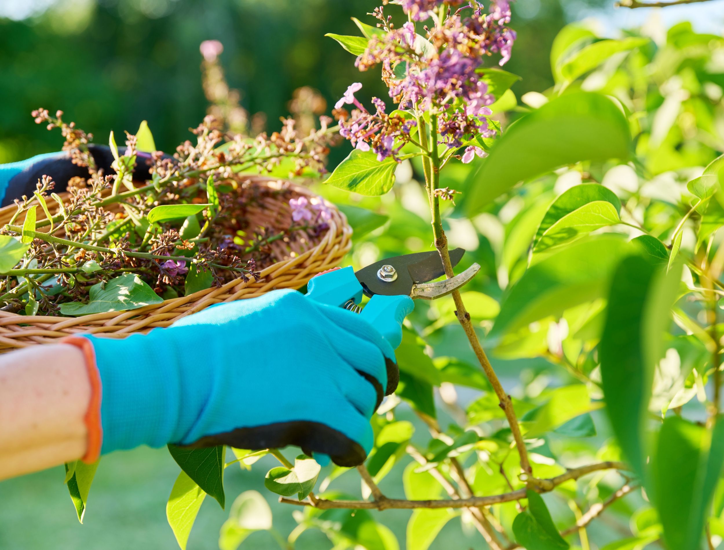 How Often to Prune Your Lilac Bushes