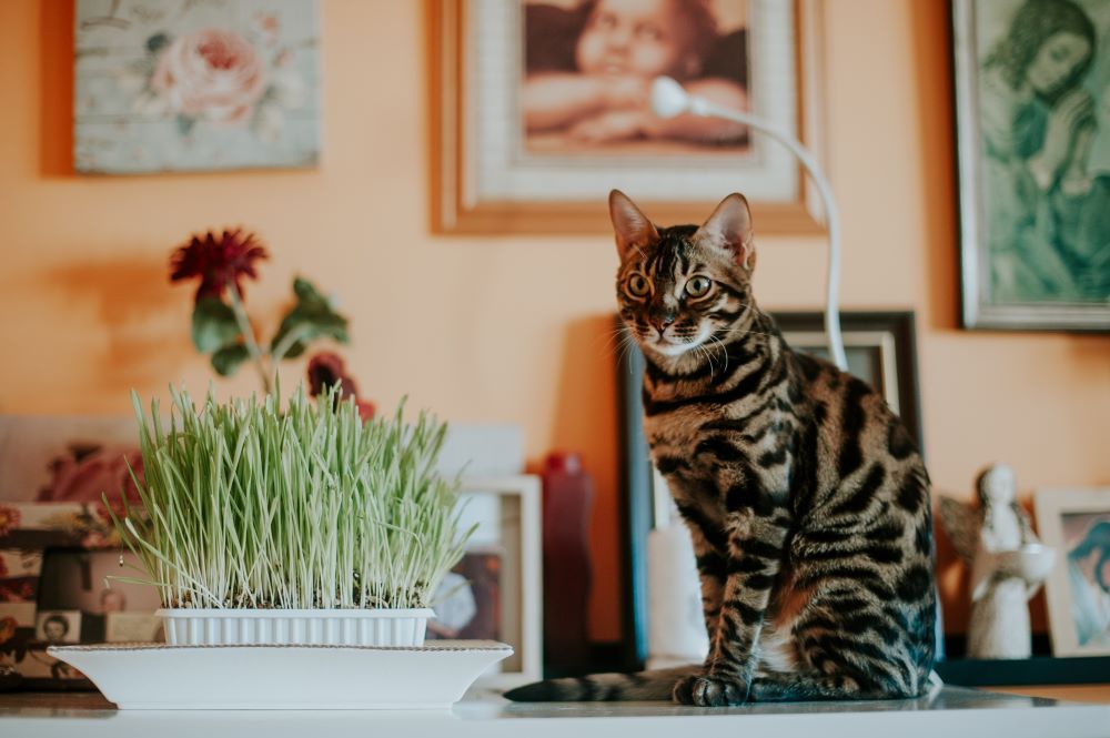 A cat and cat grass on a counter.