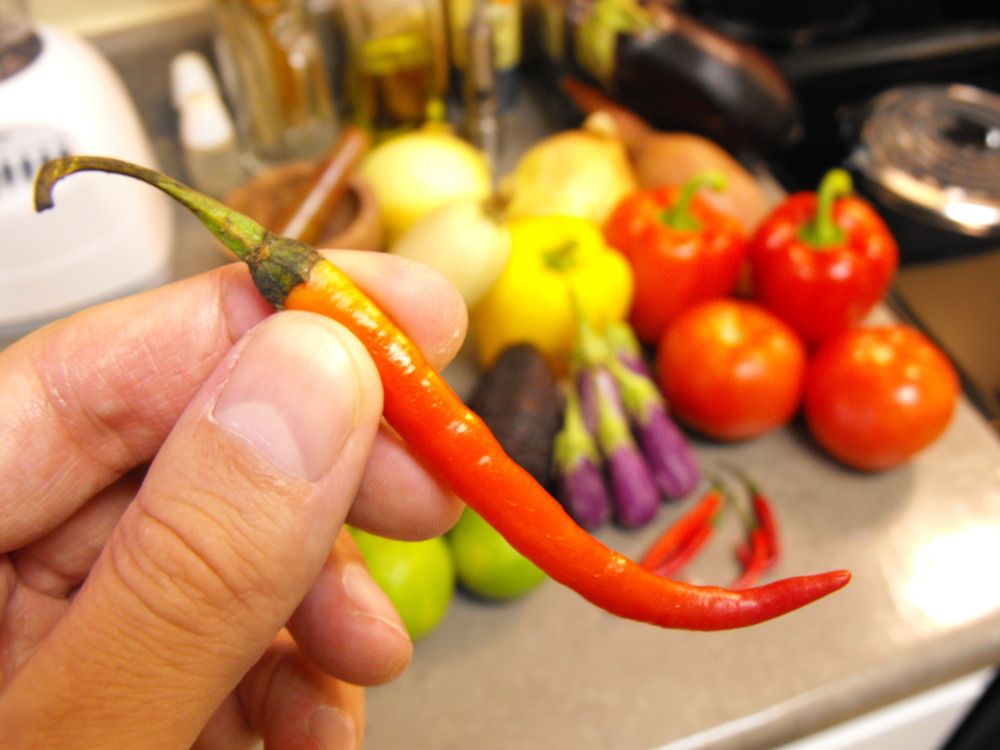 How to Get Rid of Aphids in Winter