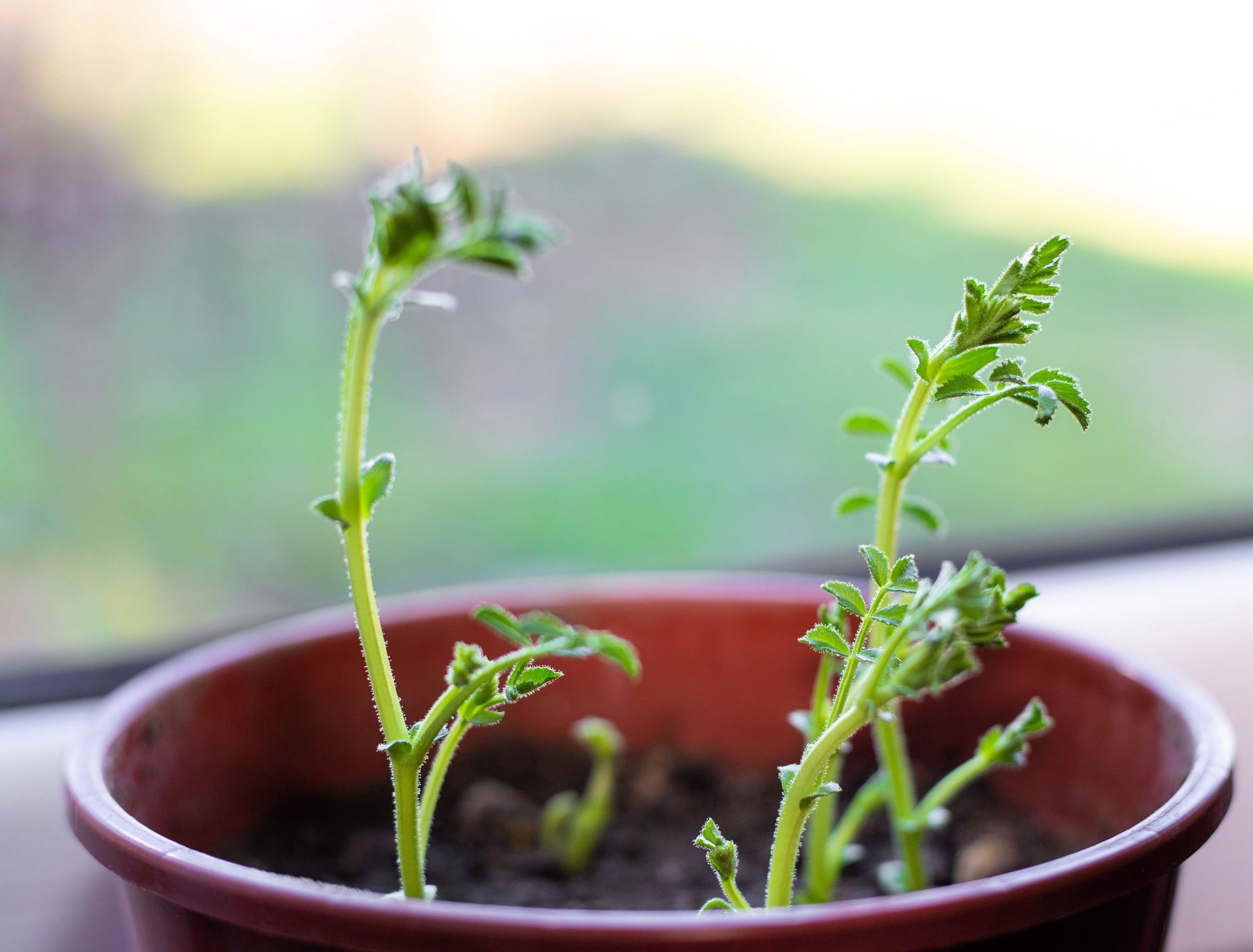 How to Overwinter Your Tomato Plants