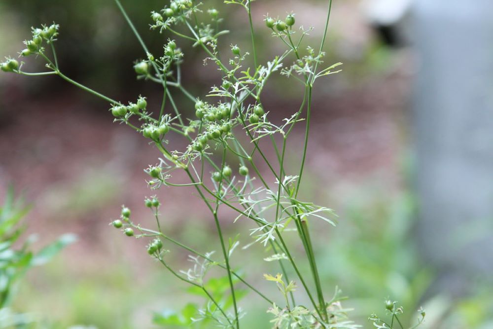 cilantro going to seed
