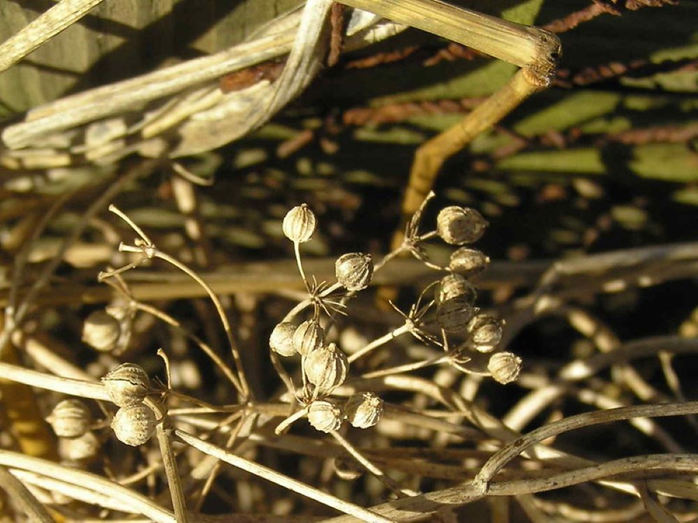 cilantro seed pods