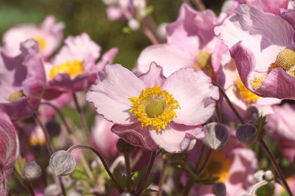 Close up image of anemone blooms