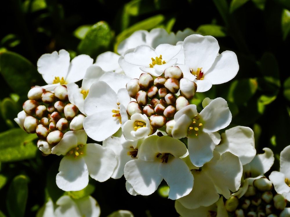 Close up image of candytuft blooms