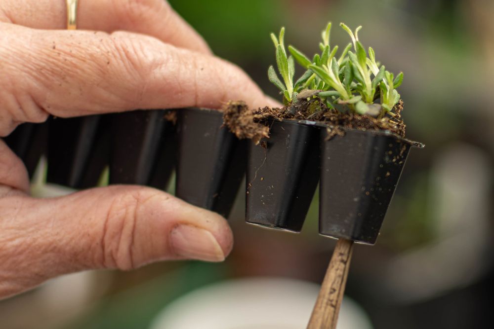 How to Grow Lavender Indoors