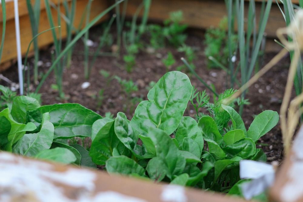Close up shot of a spinach plant in a garden box