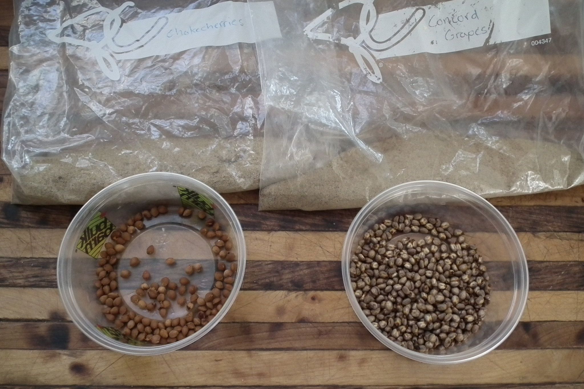 Why Should You Cold Stratify Seeds?