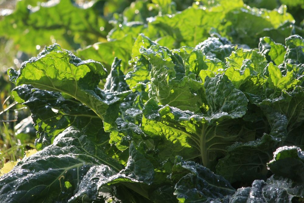 7 Garden Vegetables That Are Sweetened by Frosty Temperatures