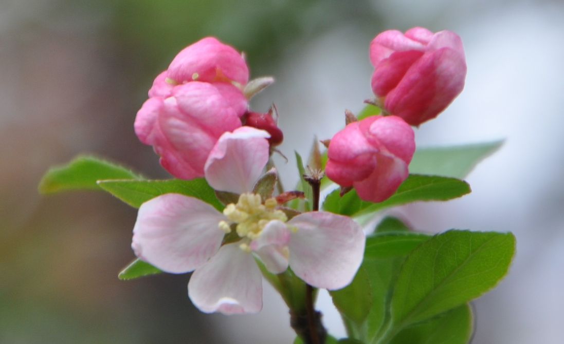 6 Stunning Crabapple Trees for Your Landscape