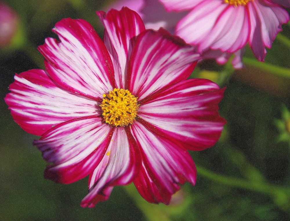 Pink and white streaked Cosmos flower