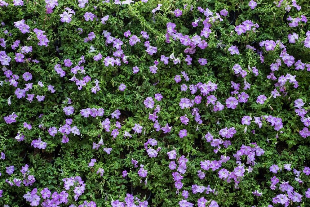Purple creeping thyme with flowers