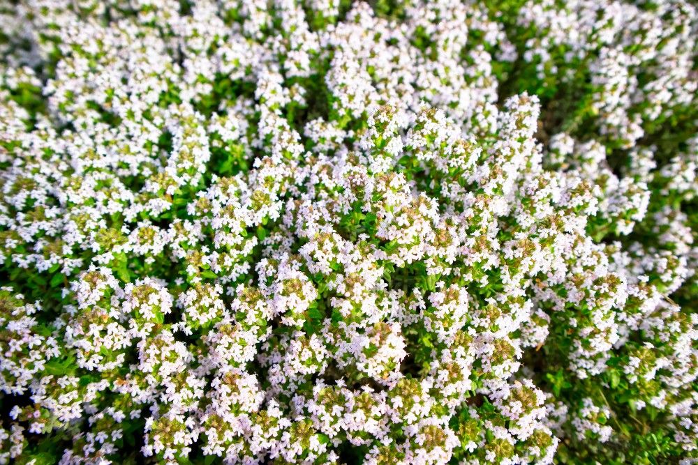 6 Tips For Caring For Your Creeping Thyme Lawn