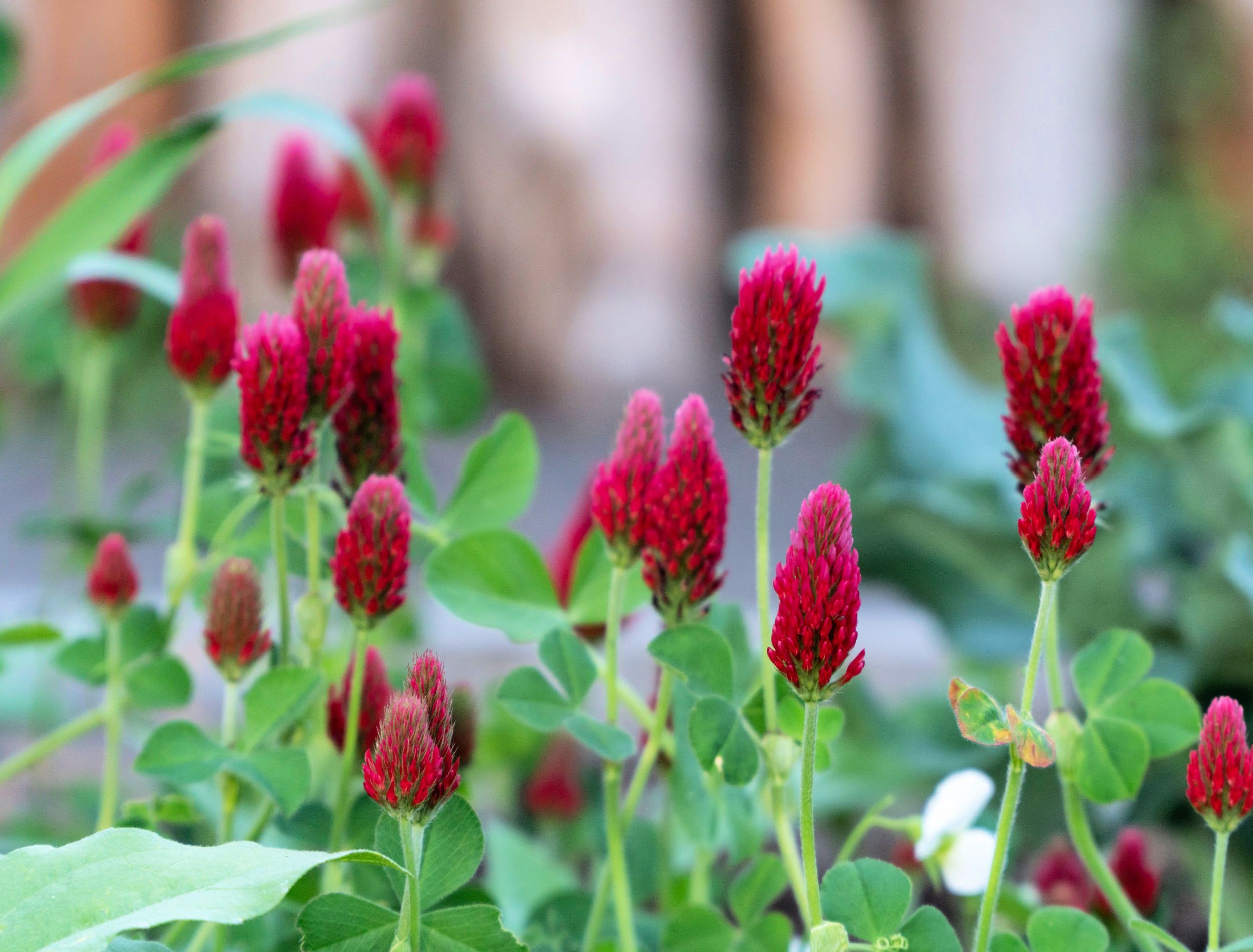 Crimson Clover with Blurry Background