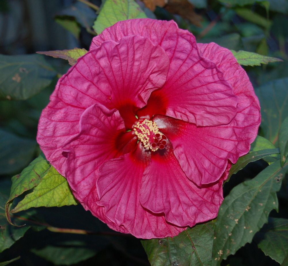 do you need to deadhead hibiscus
