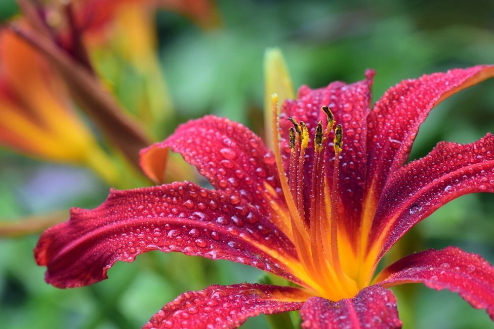 Should You Cut Back Daylilies In The Fall?