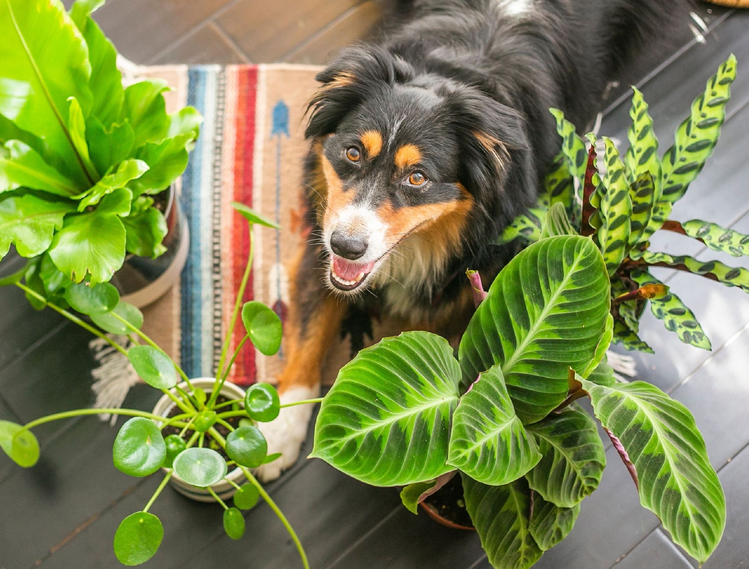 dog and houseplants 