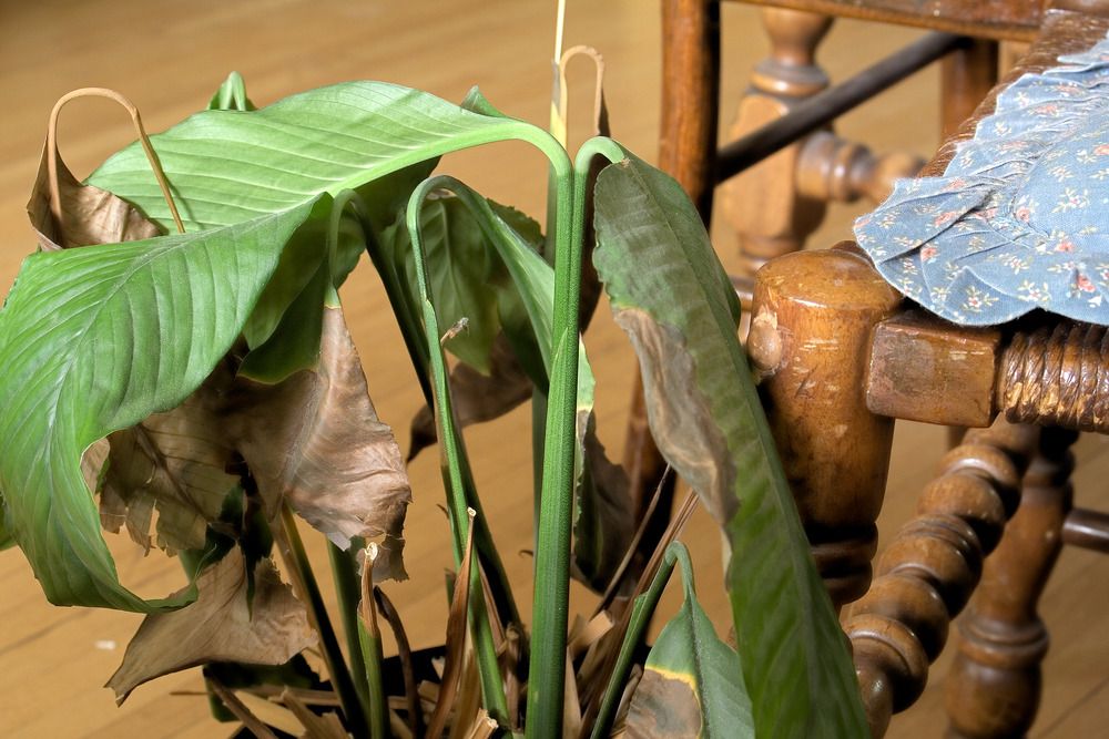 Why Your Peace Lily Tips Are Brown