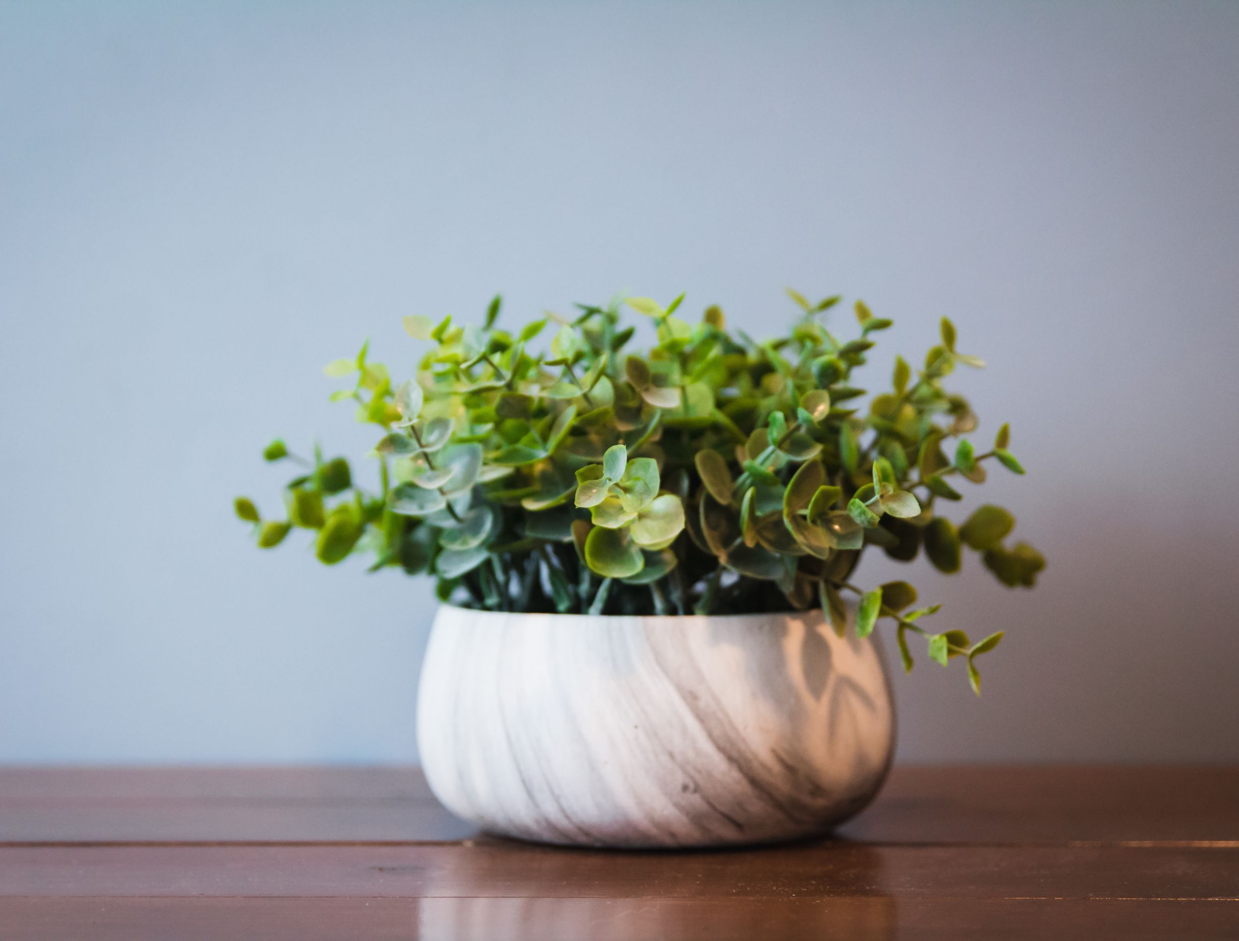 3 Benefits of Growing Eucalyptus in Your Home