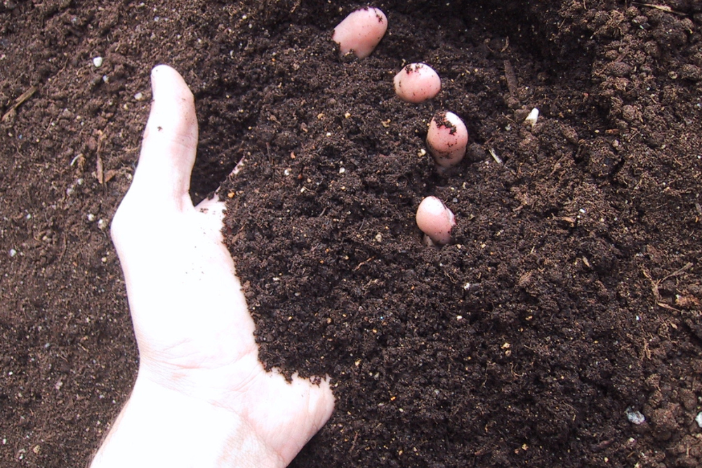 Guide to Growing a Moss Lawn