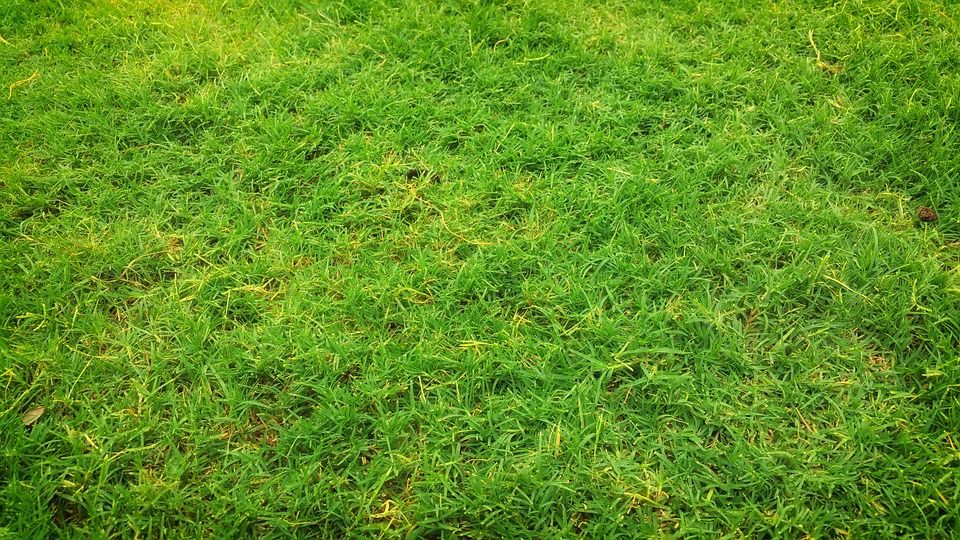 What Causes Yellow Patch Lawn Disease and How to Fix It