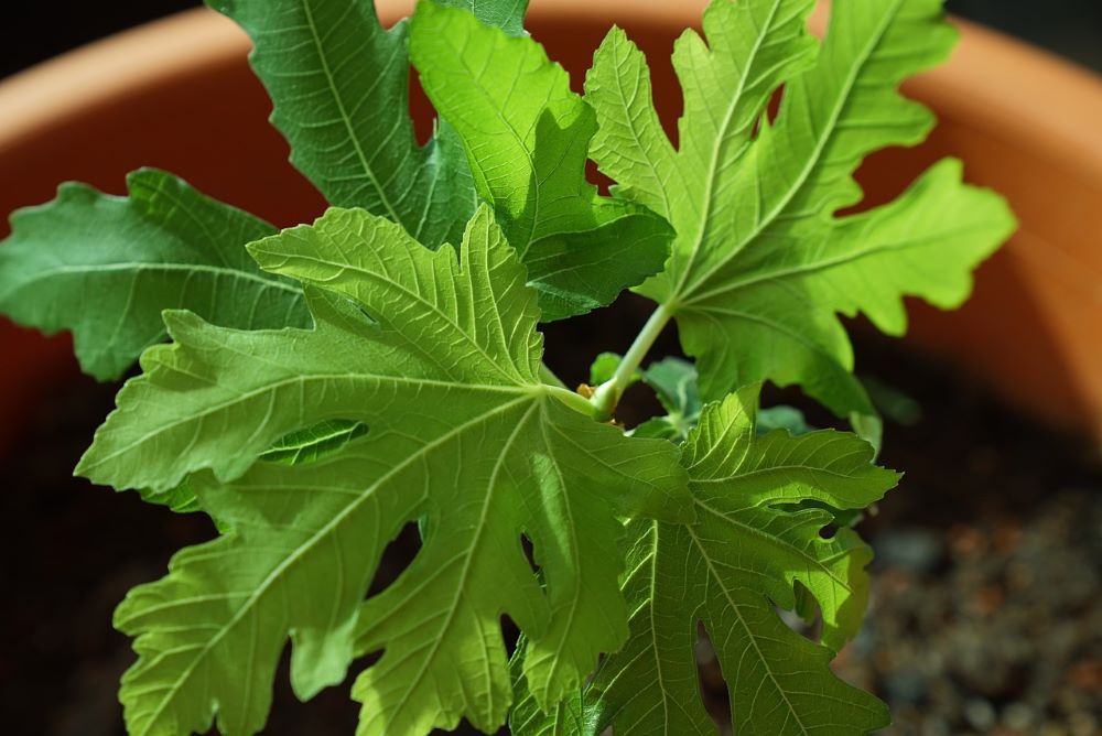5 Tips For Growing a Fig Tree in a Pot