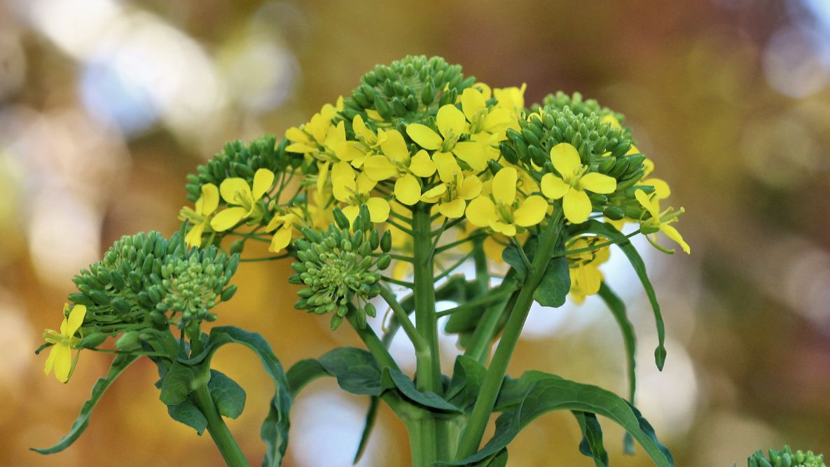 Why Your Broccoli Heads Loose and Bitter