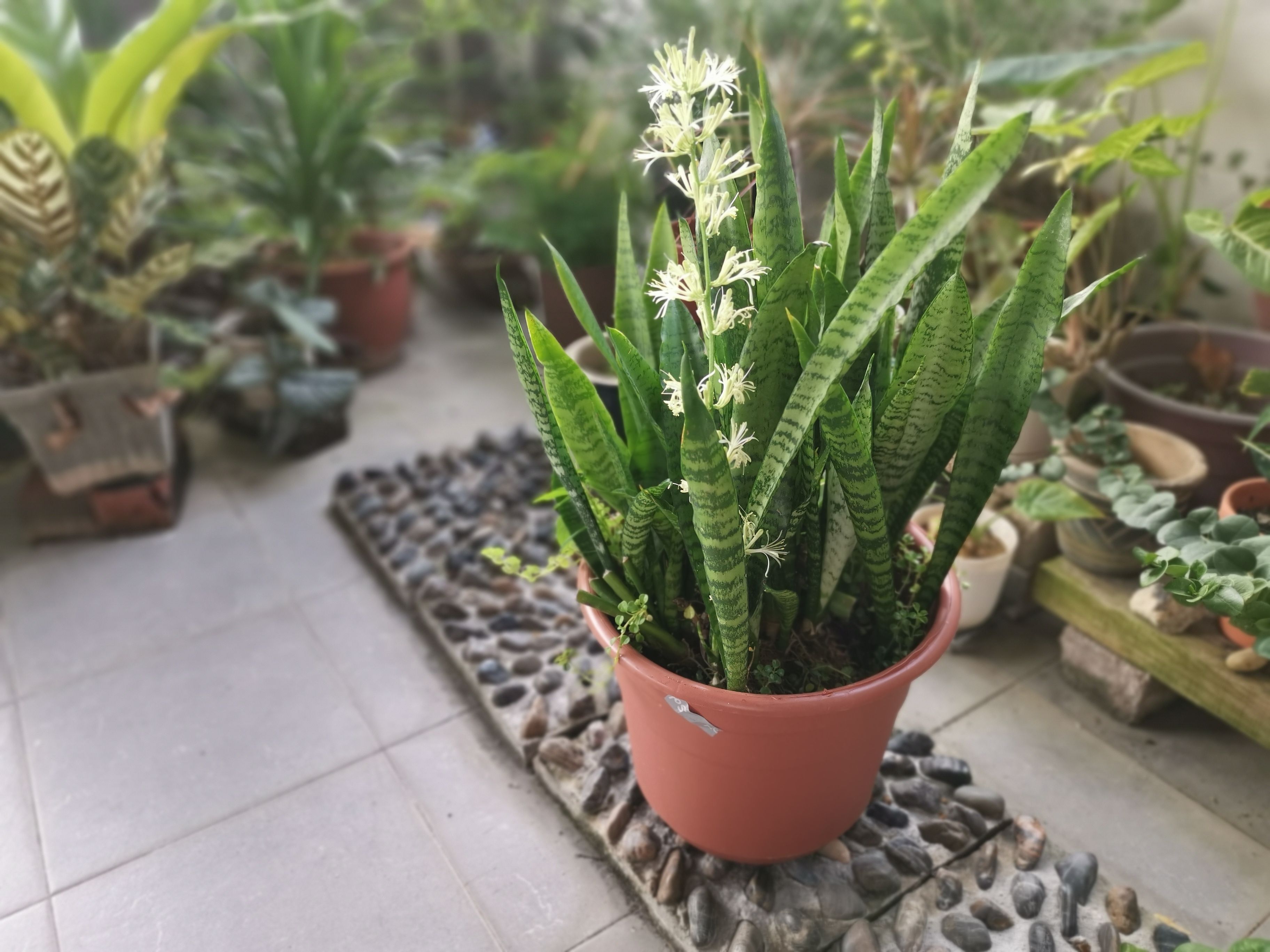 How to Get Your Snake Plant to Bloom