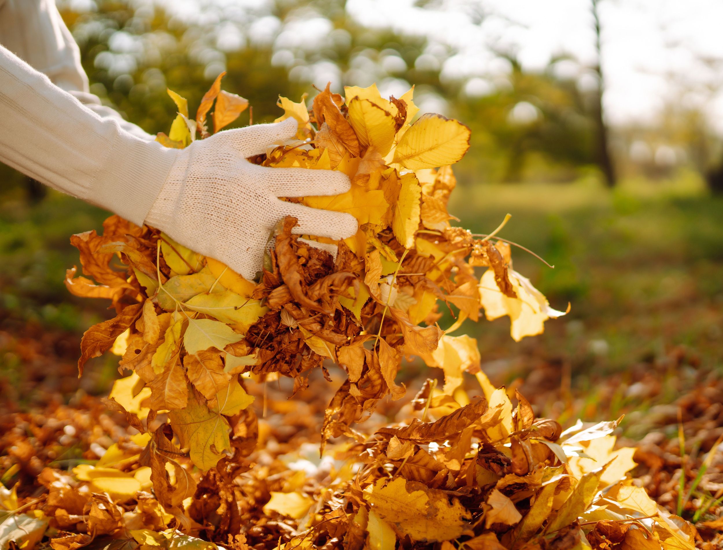 How to Make Leaf Mulch