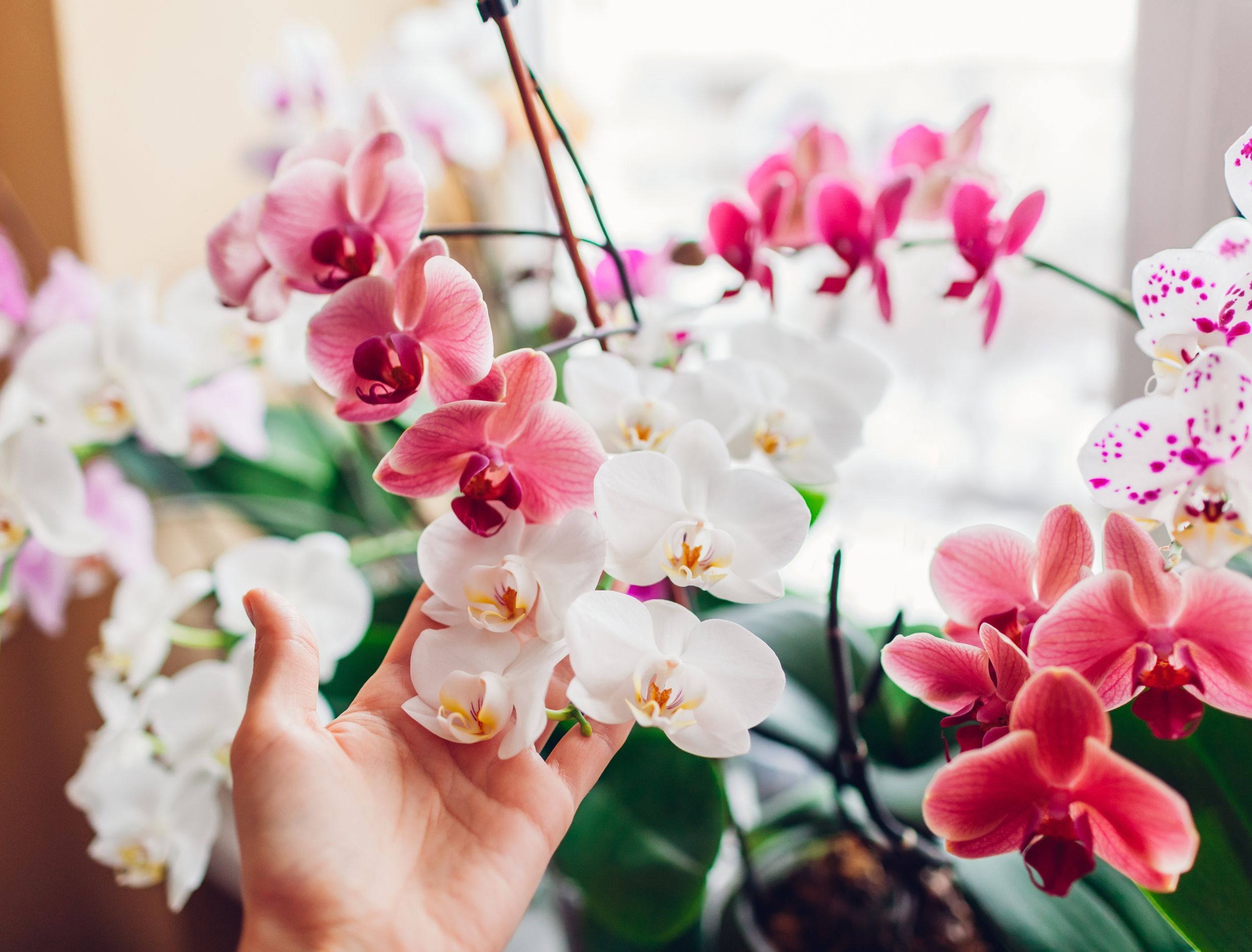 7 Orchid Flower Colors To Brighten Your Home