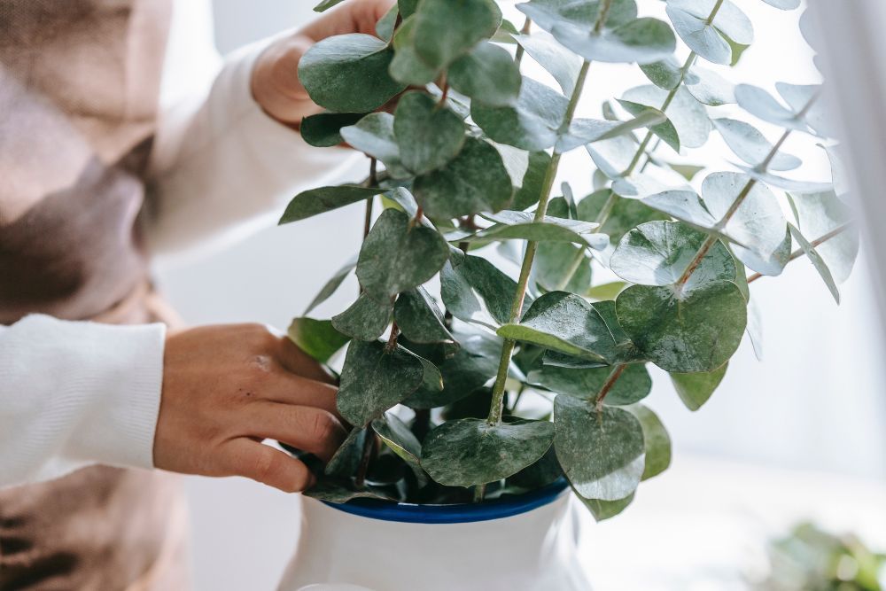 How To Use Eucalyptus to Repel Insects