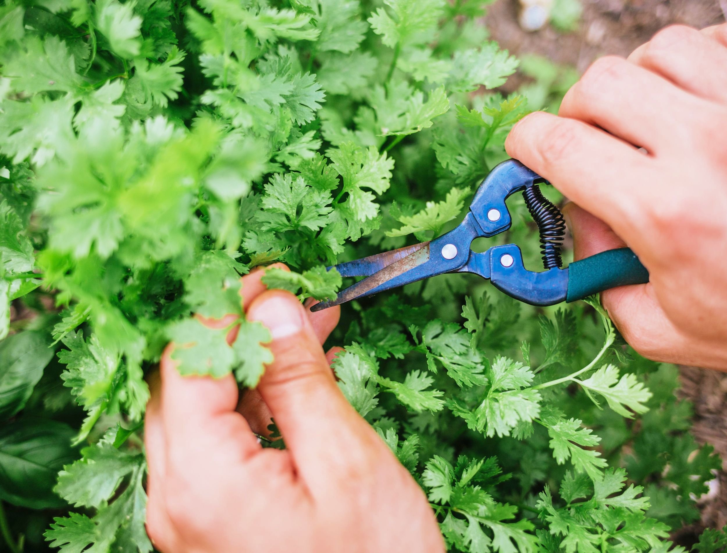 Hand harvesting fresh cilantro with shears