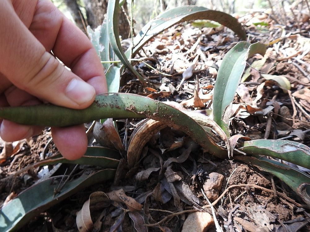 Hand lifting a snake plant leaf