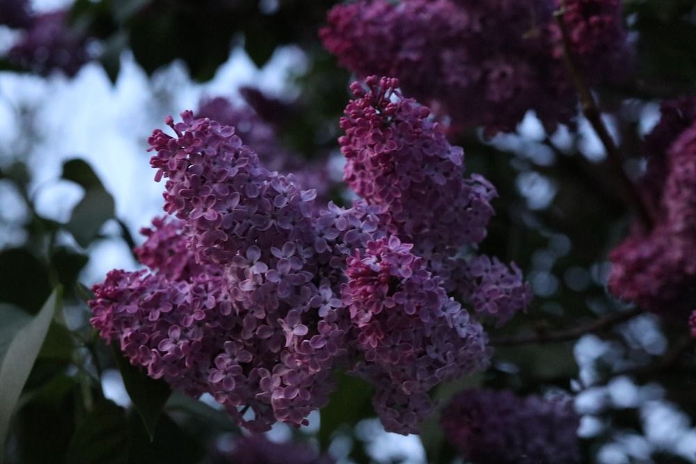 Close up of purple lilac flowers