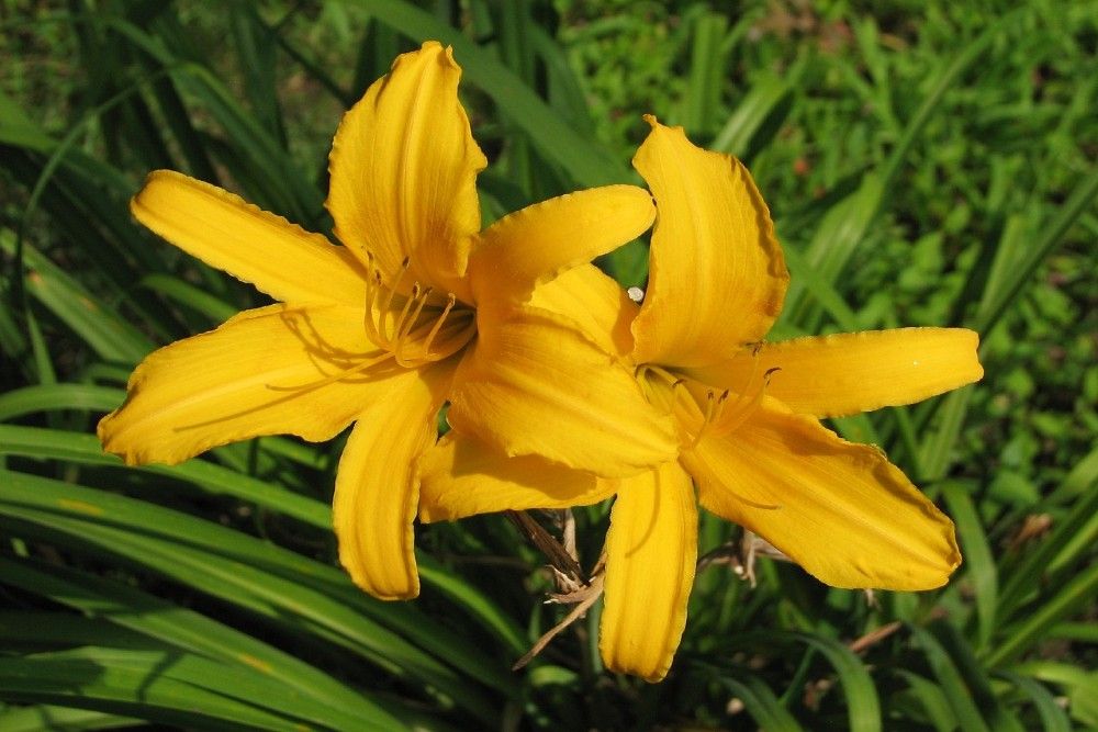 5 Beautiful Daylilies to Grow in Your Garden