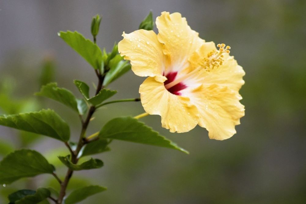A hibiscus plant with a yellow bloom.