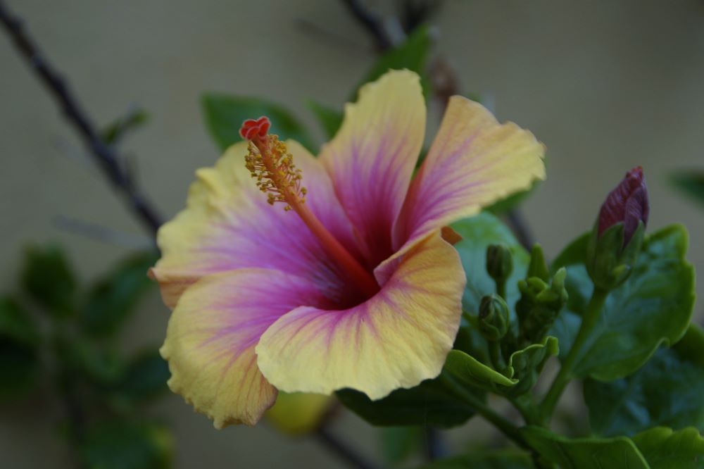 Hibiscus plant with yellow and purple bloom.