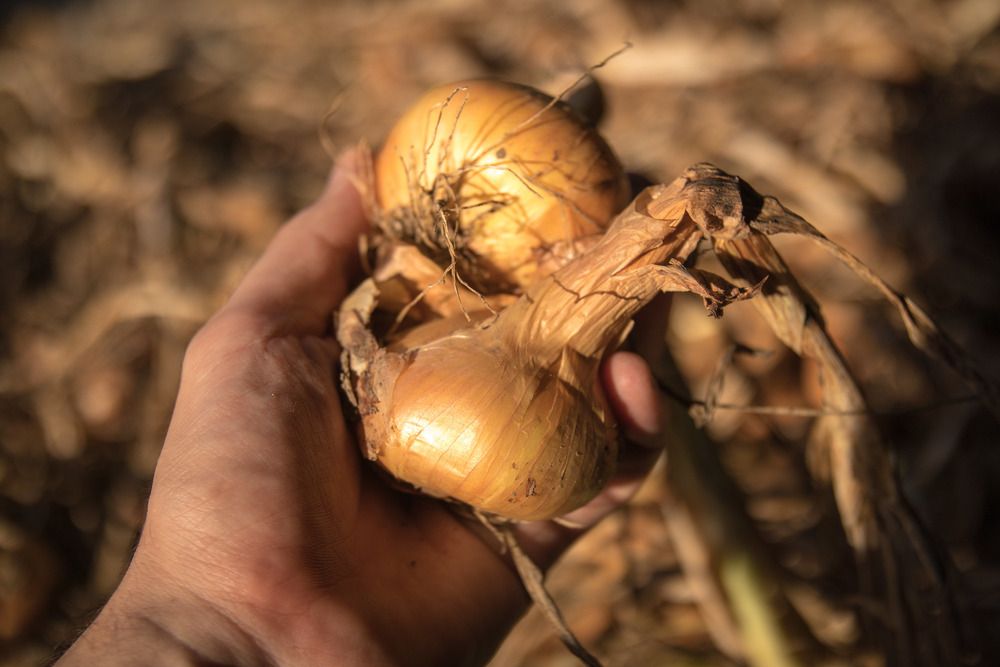 Should You Add Onions to Your Compost?