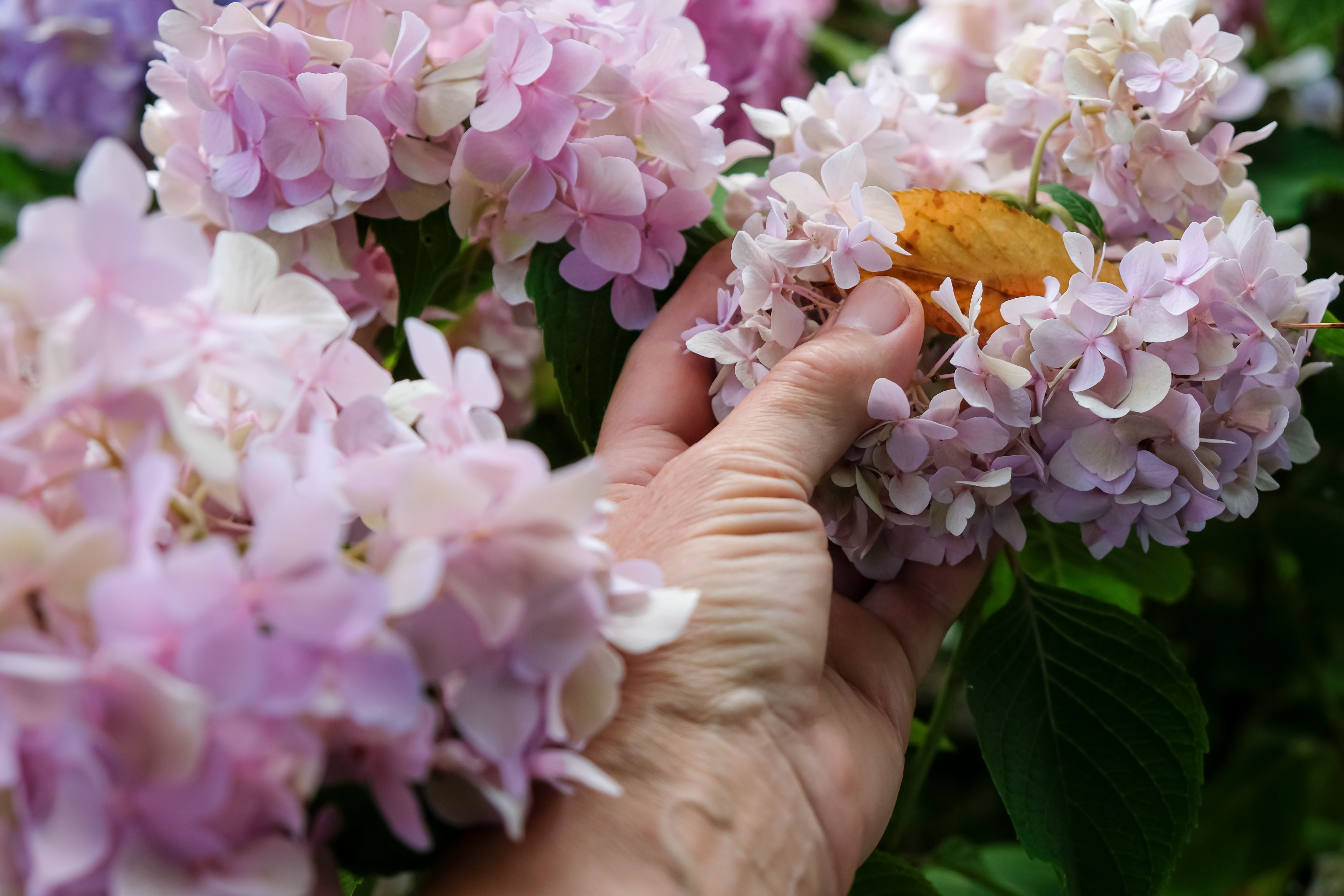 Hand feeling hydrangea blooms