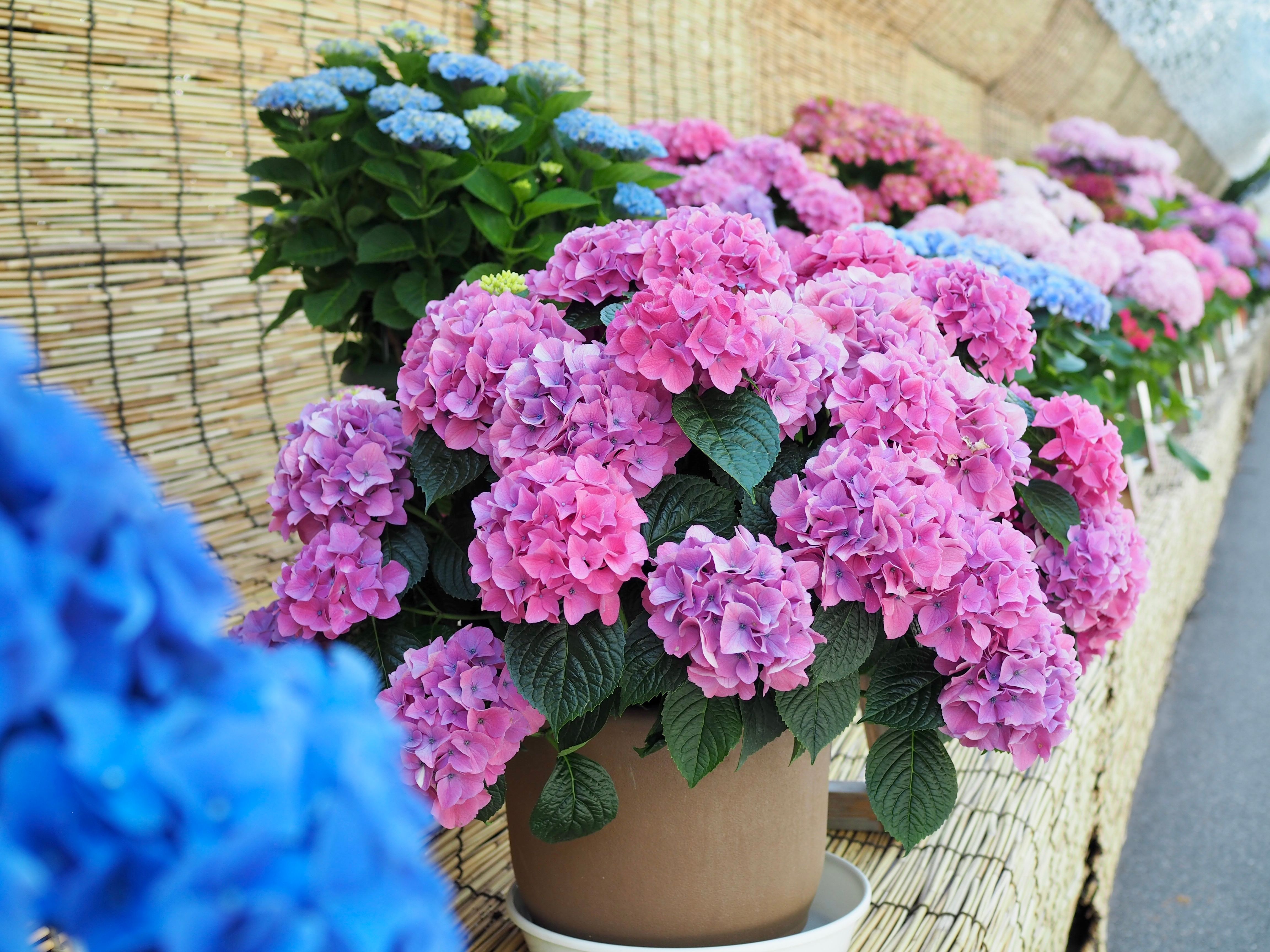 Hydrangeas flower pot , Pink color hydrangeas