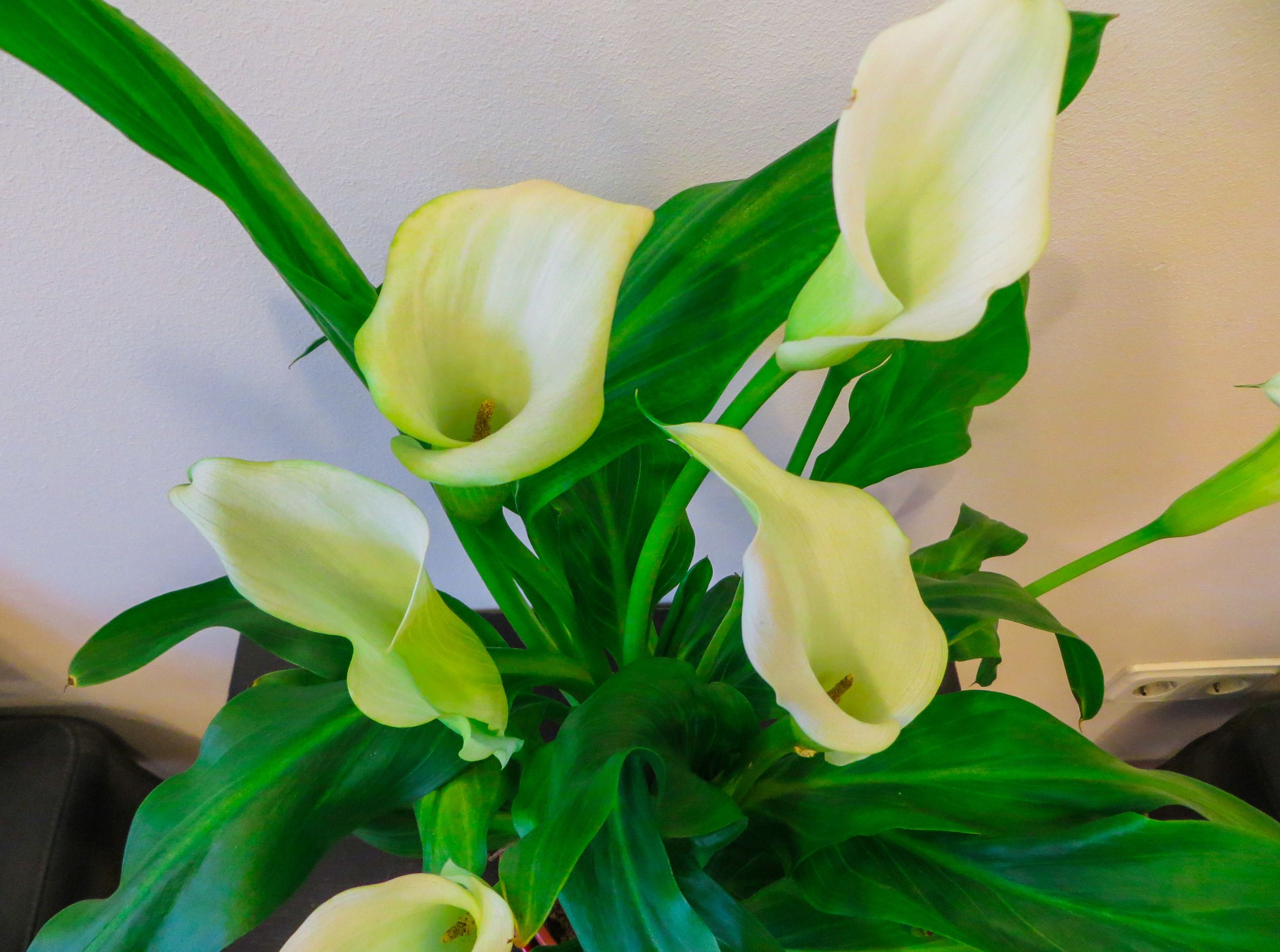 Why Your Calla Lilies Are Drooping