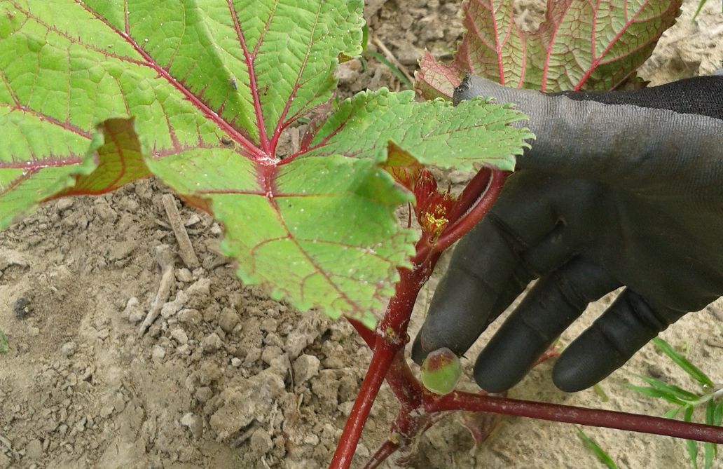 4 Best Okra Varieties For Your Vegetable Garden