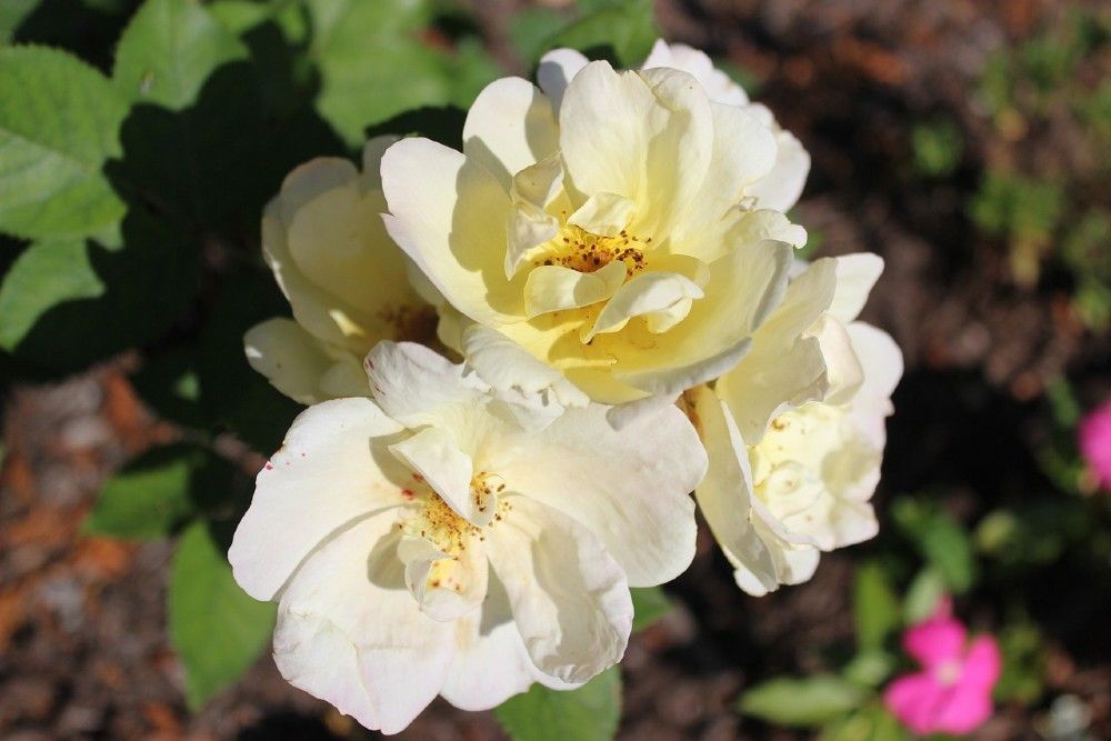 should-you-cut-back-knock-out-roses-in-the-fall