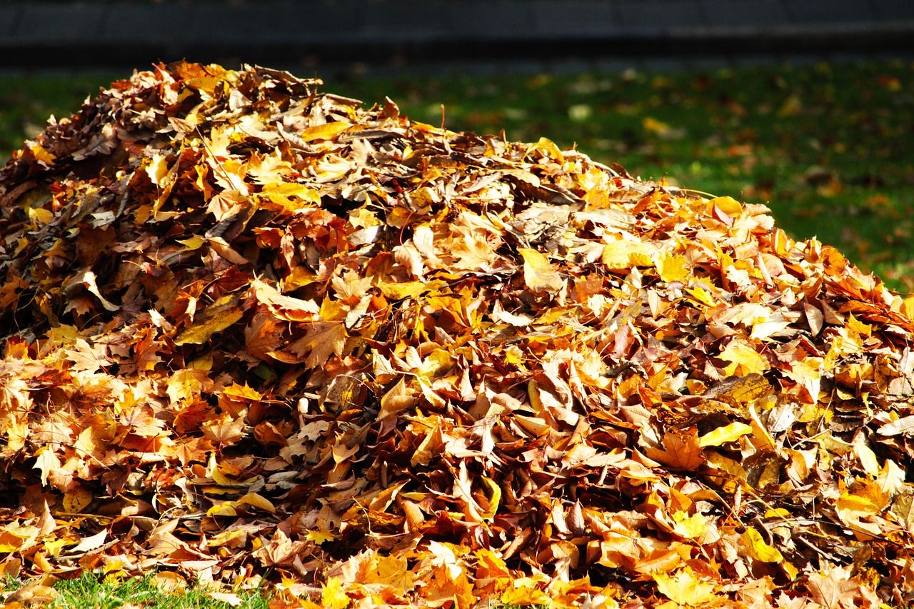 leaves pile