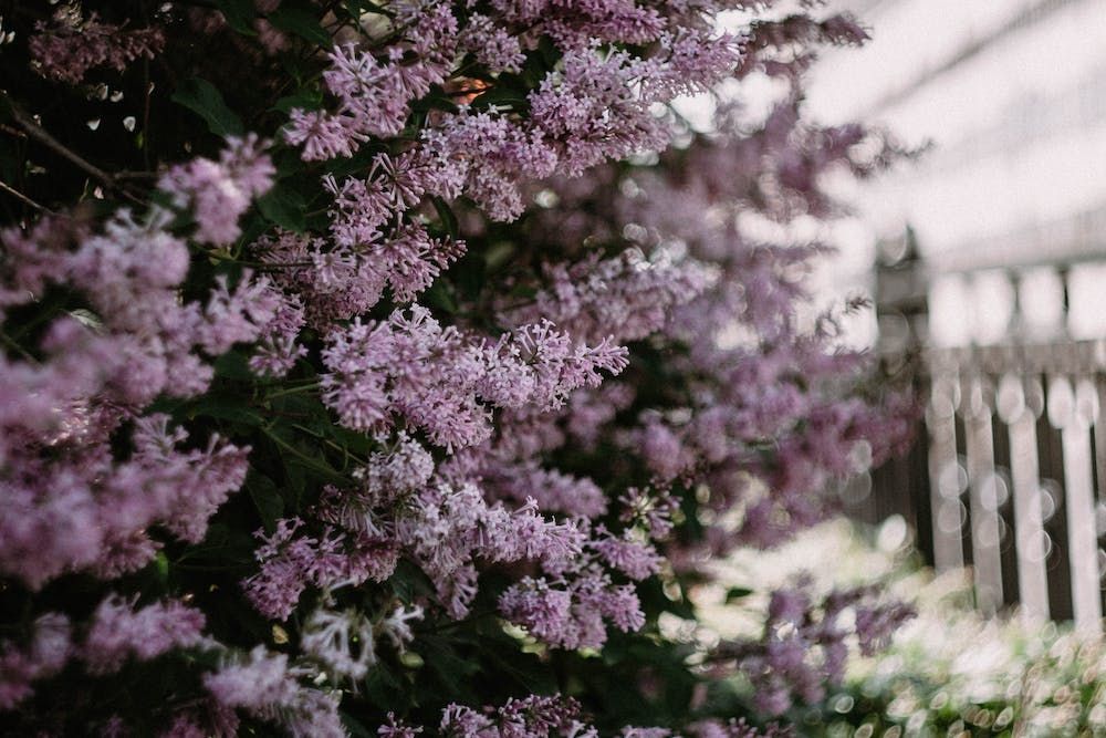 The Best Organic Mulches for Your Lilac Bush