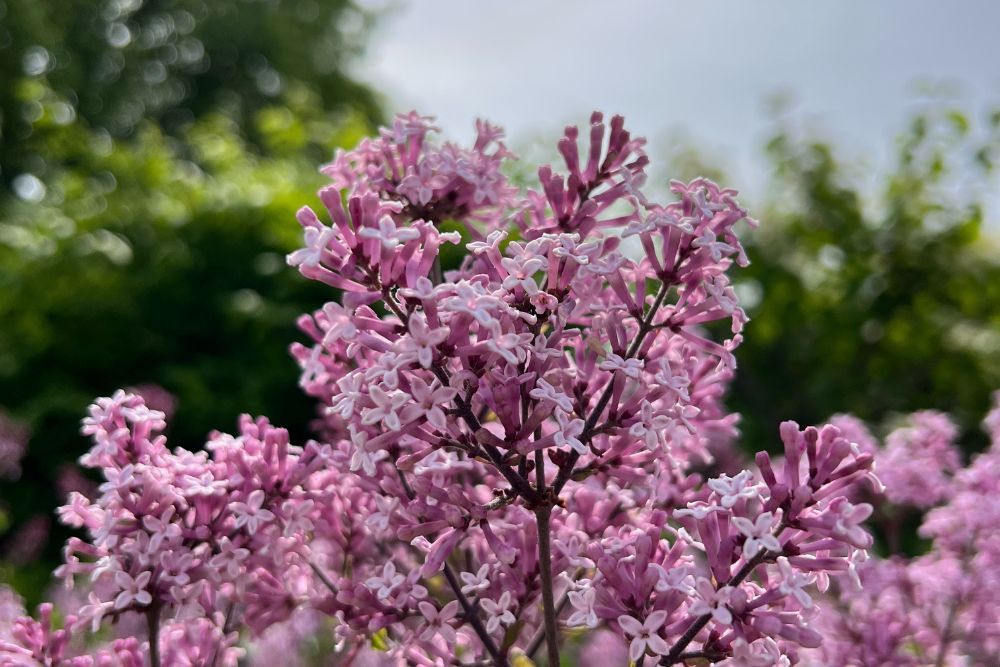 When To Plant Lilac Bushes