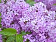 How To Grow Lilacs In Pots