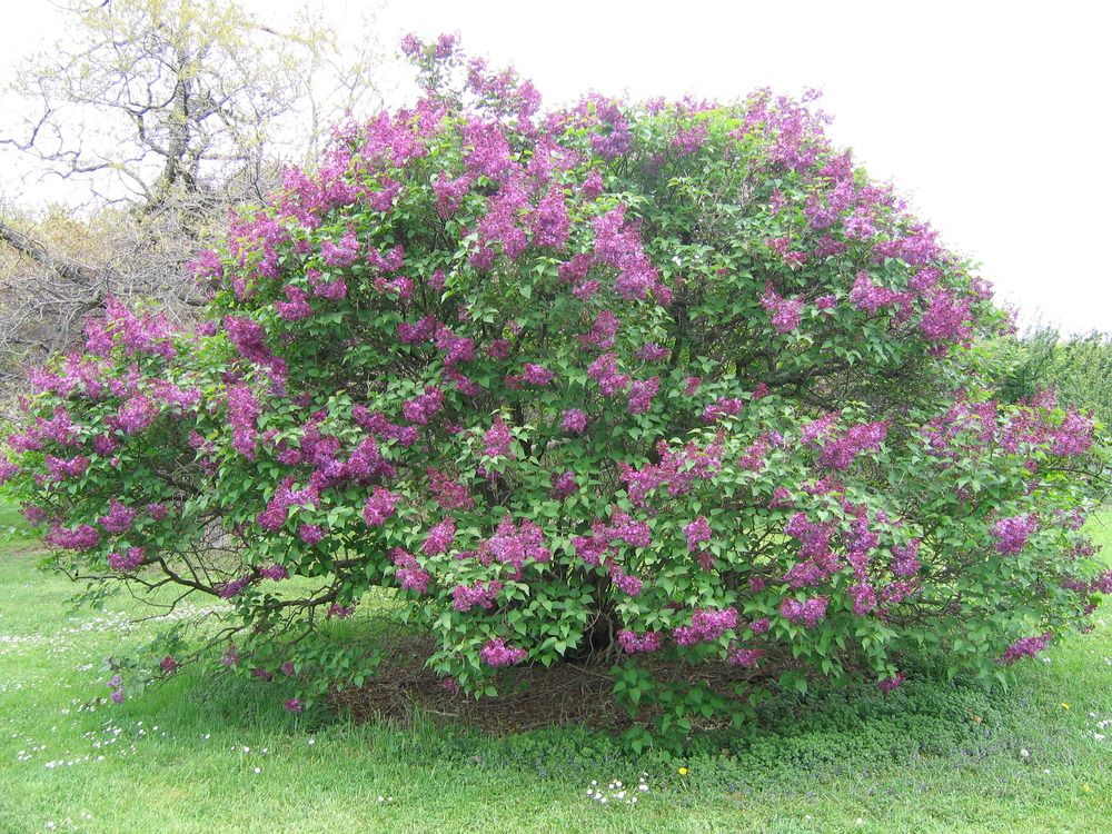 How Often to Prune Your Lilac Bushes