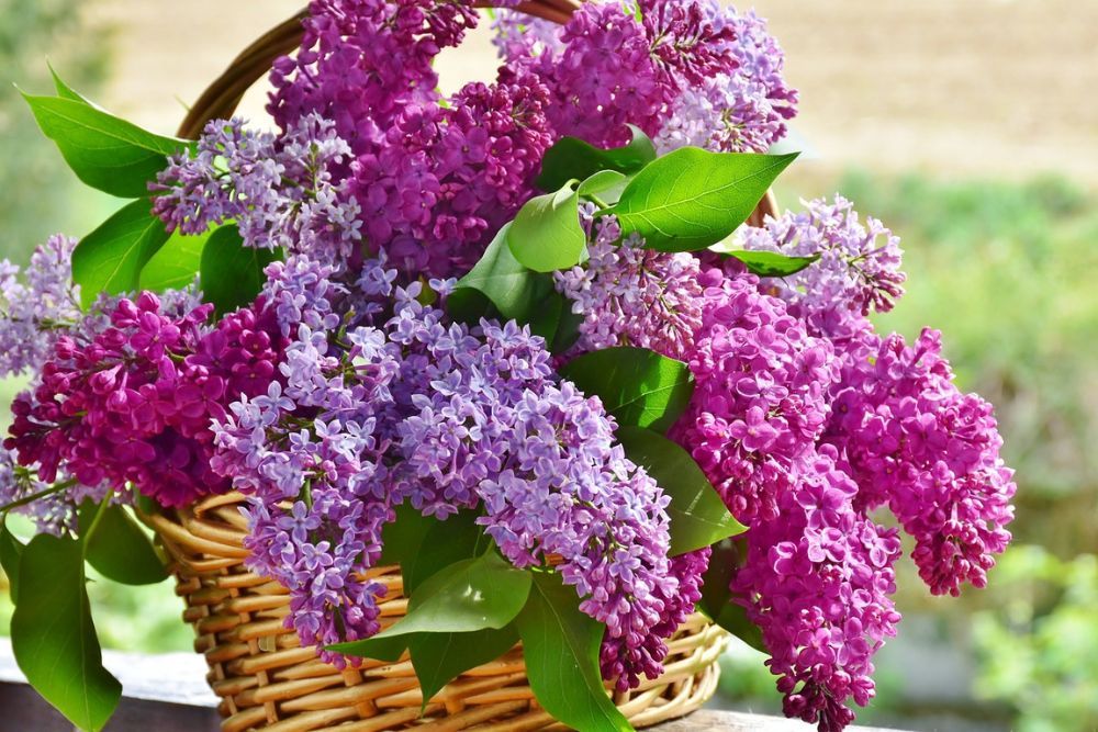 How To Grow Lilacs in Pots