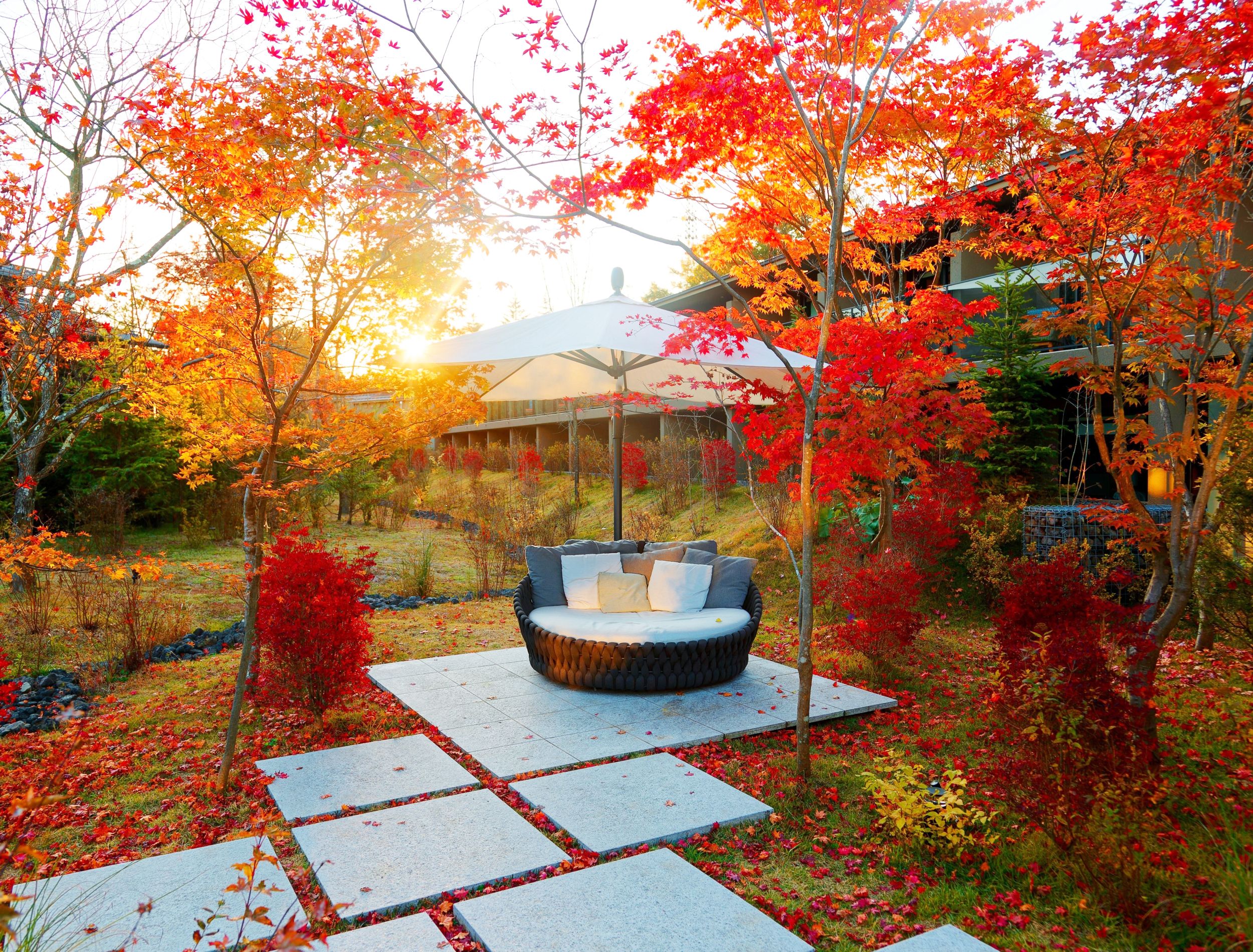 7 Best Maple Trees For Fall Color